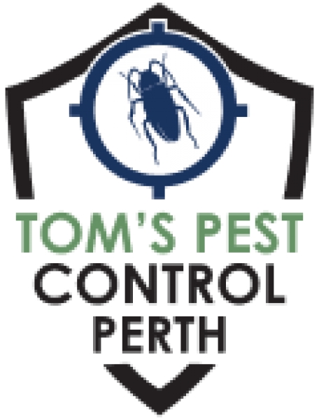 Termite Inspection Perth | Tom’s Pest Control Perth